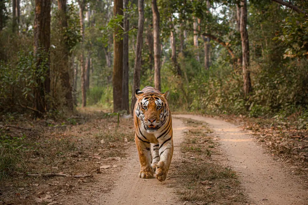 Kanha Tiger Reserve: Ten Compelling Reasons To Explore India’s Jungle Jewel