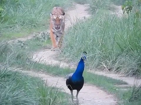 Stripes and Feathers in Harmony: Tiger and Peacock’s Rare Walk Stirs India on Independence Day