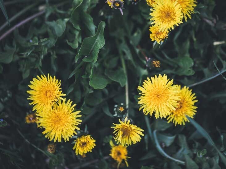 The Lesser-Known Plant That Supports Liver Detox and Intestinal Health