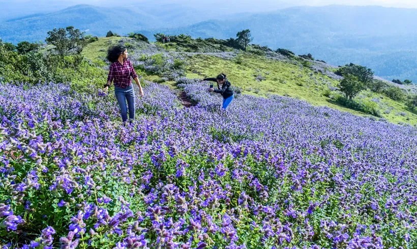 India's Hidden Gem: The Neelakurinji Blossom That Rivals Japan's Cherry Blossoms in Beauty