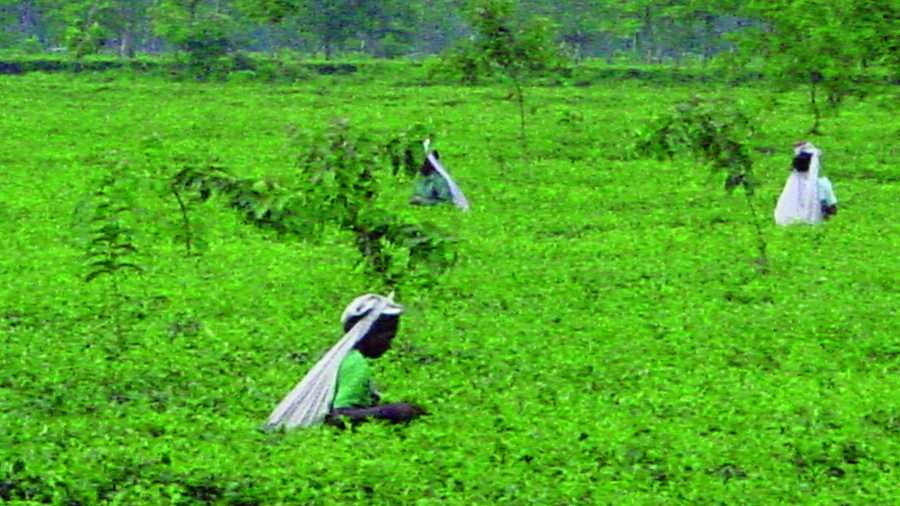 Warren Tea Board To Discuss Potential Merger Or Restructuring