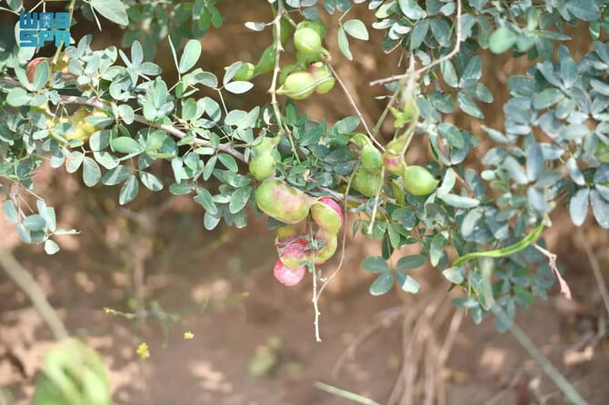 Jazan's Tropical Treasure: Indian Almonds Reach Peak Season
