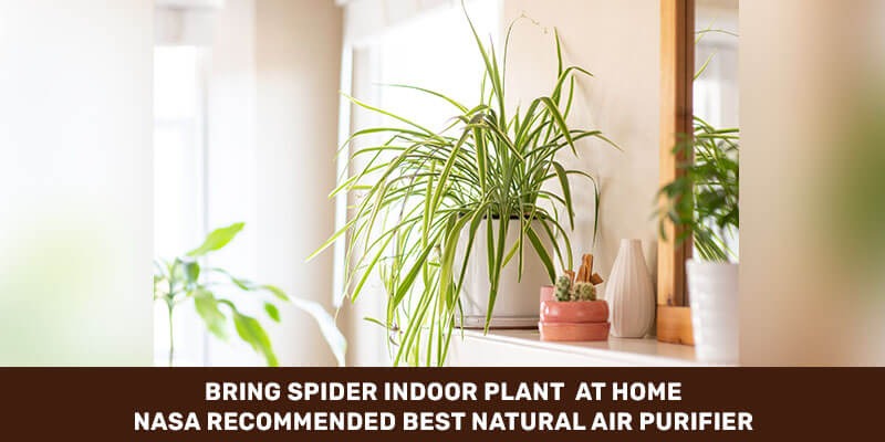 Nature’s Air Purifiers: Five NASA-Approved Houseplants For Indian Homes