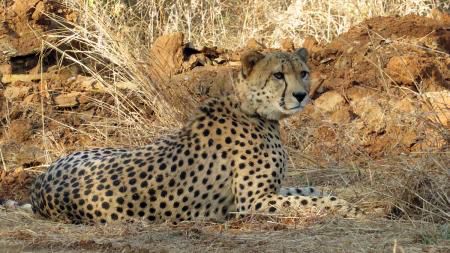 Botswana’s Big Cats Set to Make a Purr-fect Landing in India