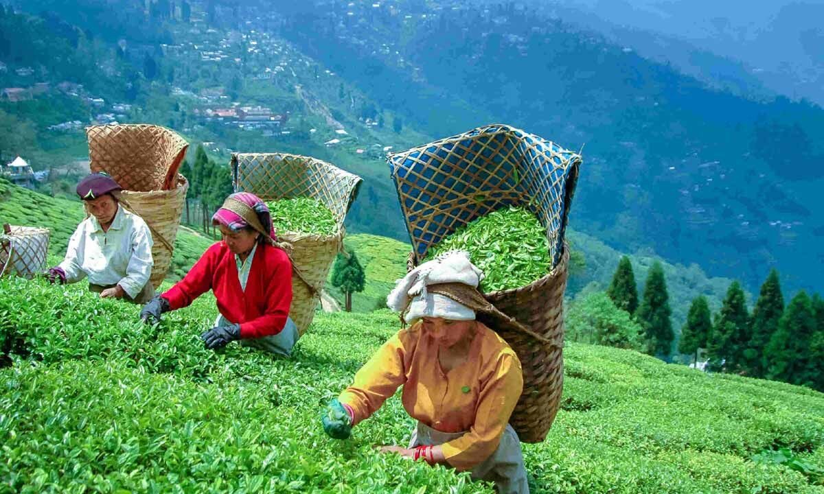 India's Tea and Coffee Sectors Navigate Climate Challenges and Market Dynamics