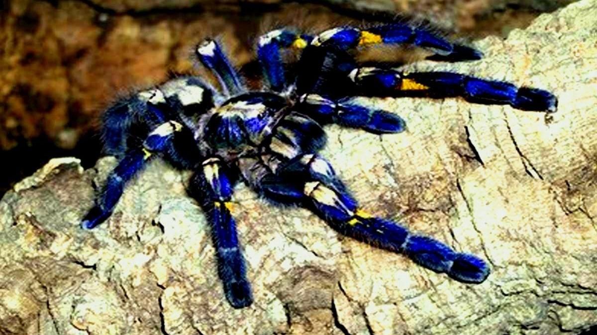 From Forests To Feeds: Rare Blue Peacock Tarantula In Andhra Pradesh Stuns Social Media