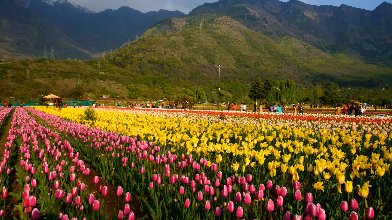 India’s Most Stunning Flower-Covered Escapes: A Nature Lover’s Dream