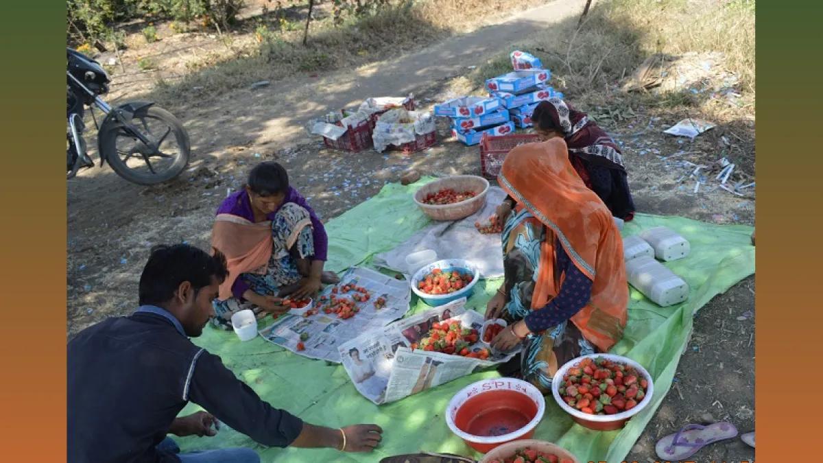 From Fields to Finance: Kisan Credit Card Harvests Rs 10 Lakh Crore for Farmers!