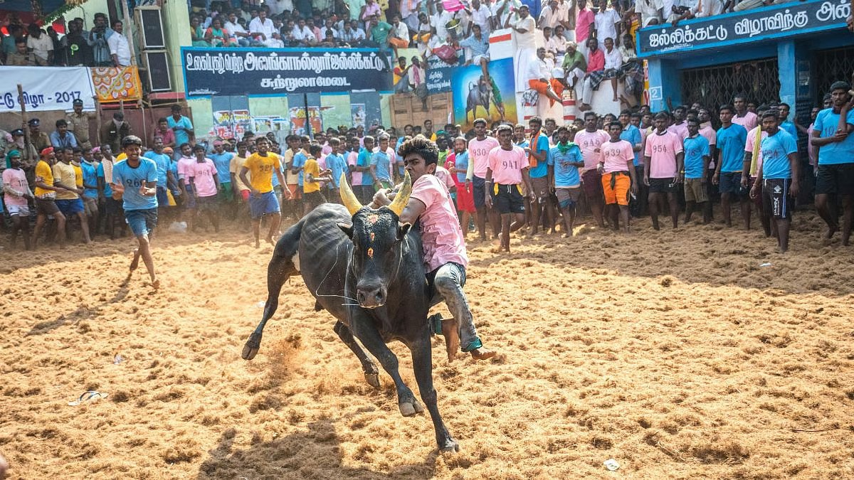 Mattu Pongal 2026: Tamil Nadu’s Festival Honoring Cattle And Tradition Of Jallikattu