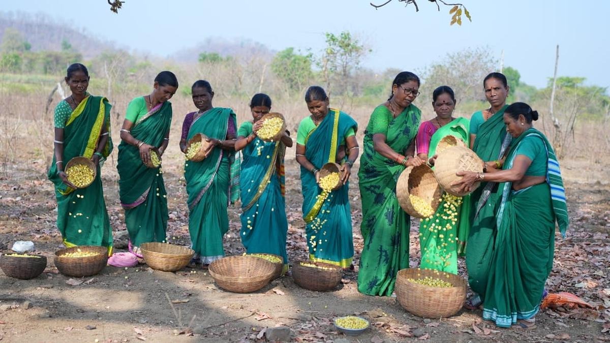 Nature’s Gift, Women’s Power: The Tribal Cooperative Turning Ipappuvvu Laddus Into Big Business