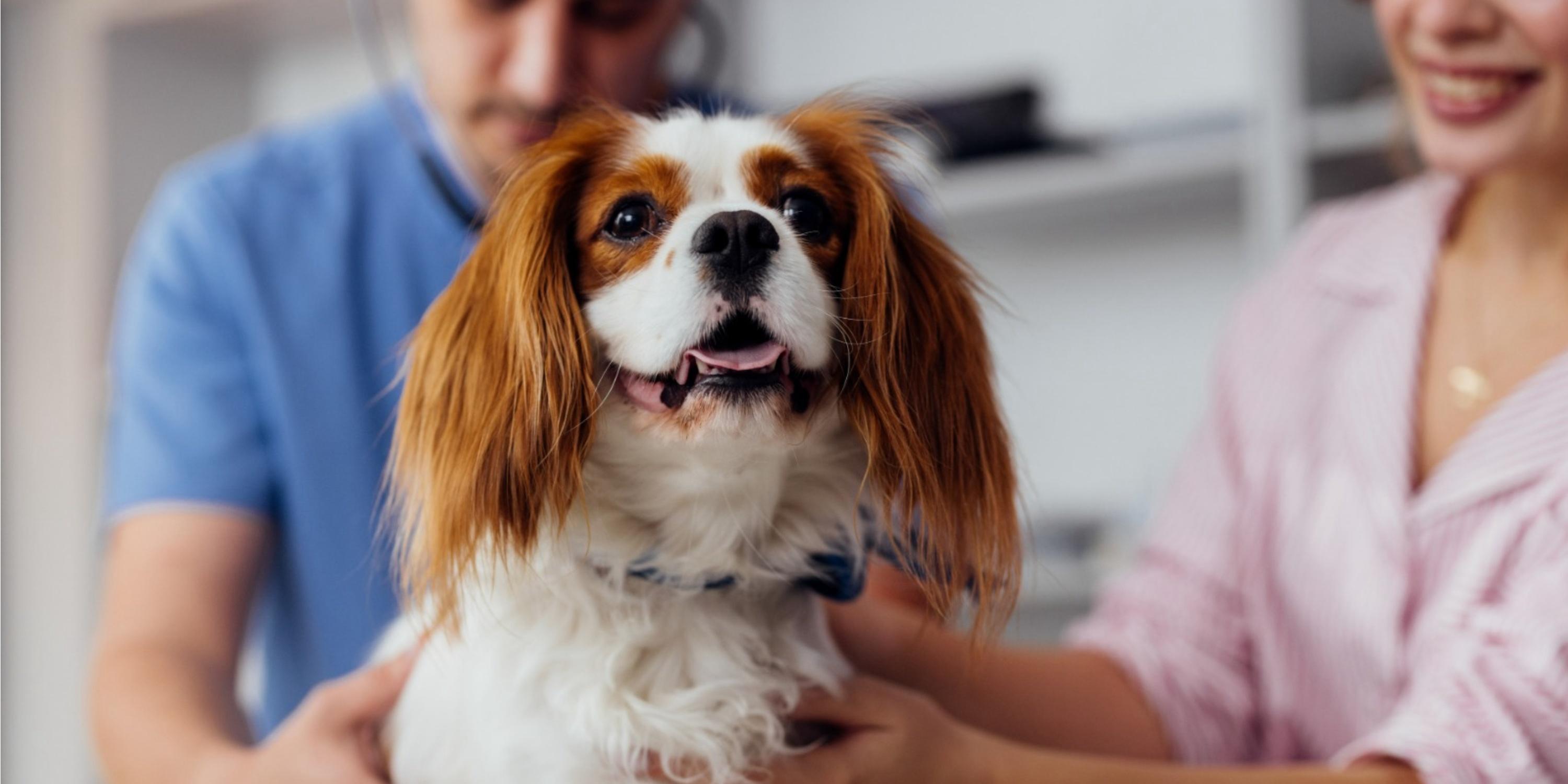 Paws and Precipitation: Essential Monsoon Pet Care Strategies