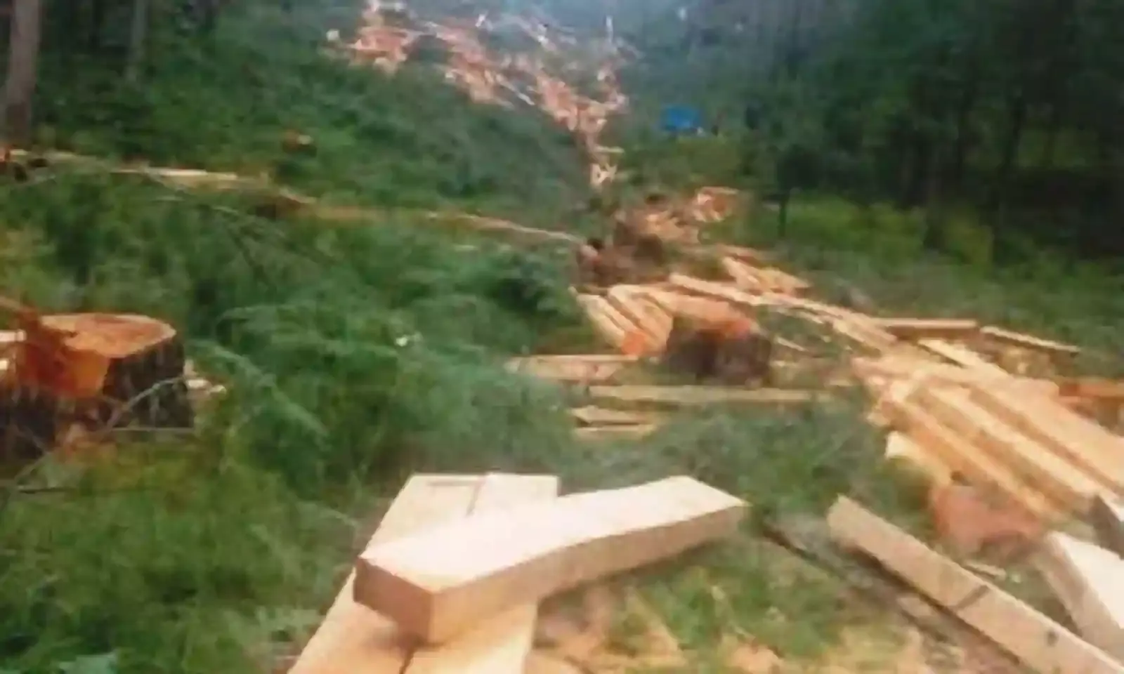 Chopped for Convenience—Kullu’s Sacred Trees Pay the Price of Progress