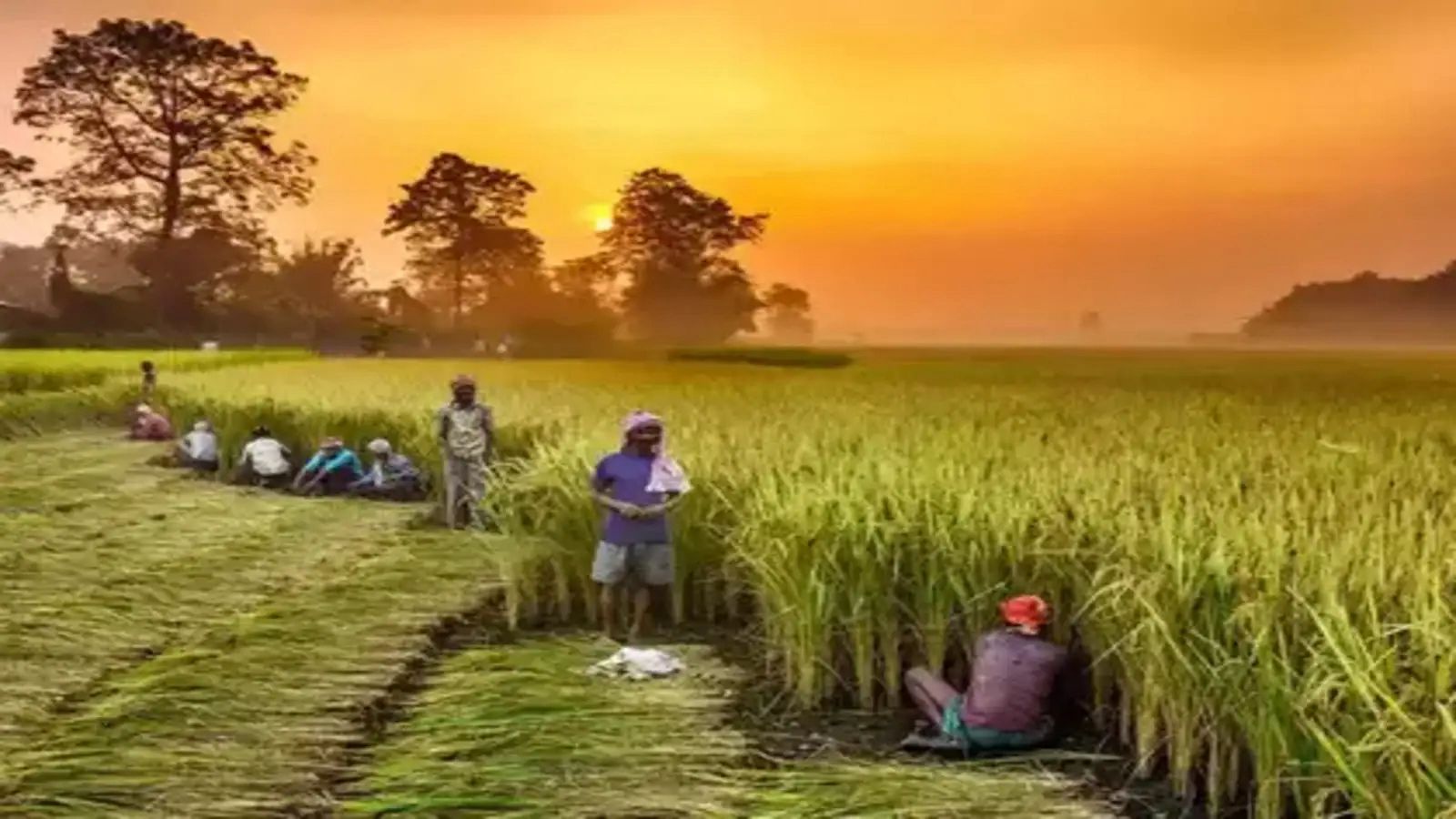 Stubble Burning Reduction Plan Targets 150,000 Farmers With Subsidised Machinery And Hiring Centres