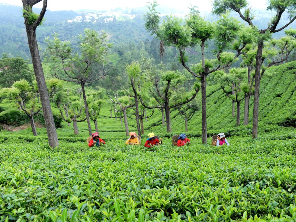 United Nilgiri Tea Estates Declares Final Dividend of 2 Rupees Per Share
