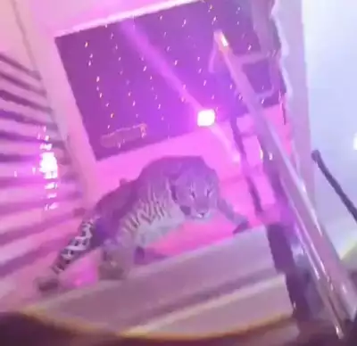 Uninvited Guest: Leopard Gatecrashes Lucknow Wedding, Locks Down Celebrations
