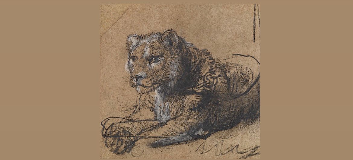 A Priceless Purr-suit: Rembrandt's Drawing Raises Millions for Feline Conservation