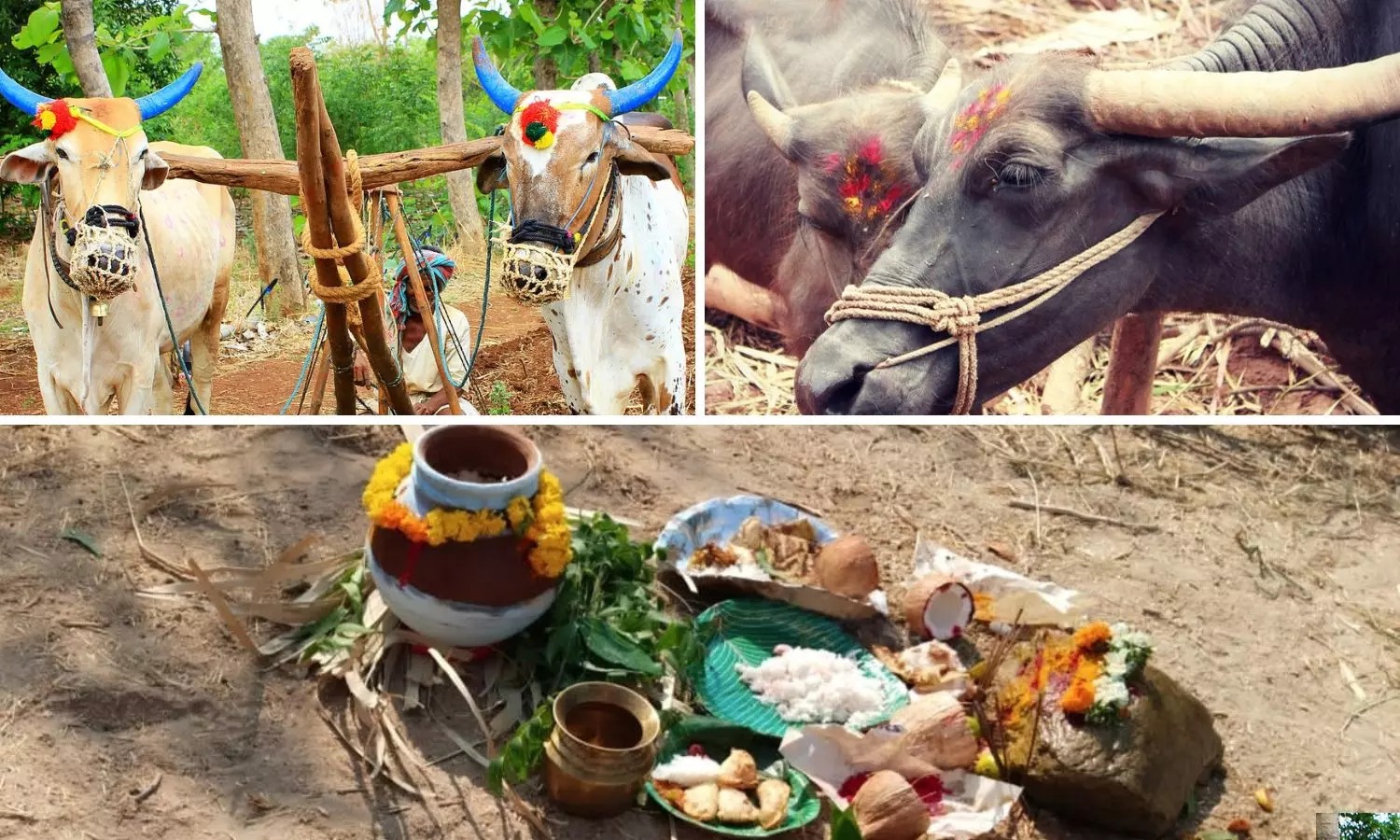 Govt to Celebrate Eruvaka Pournami Across State on June 29