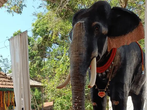 Robot Elephants Revolutionize Indian Temple Traditions, Promoting Animal Welfare