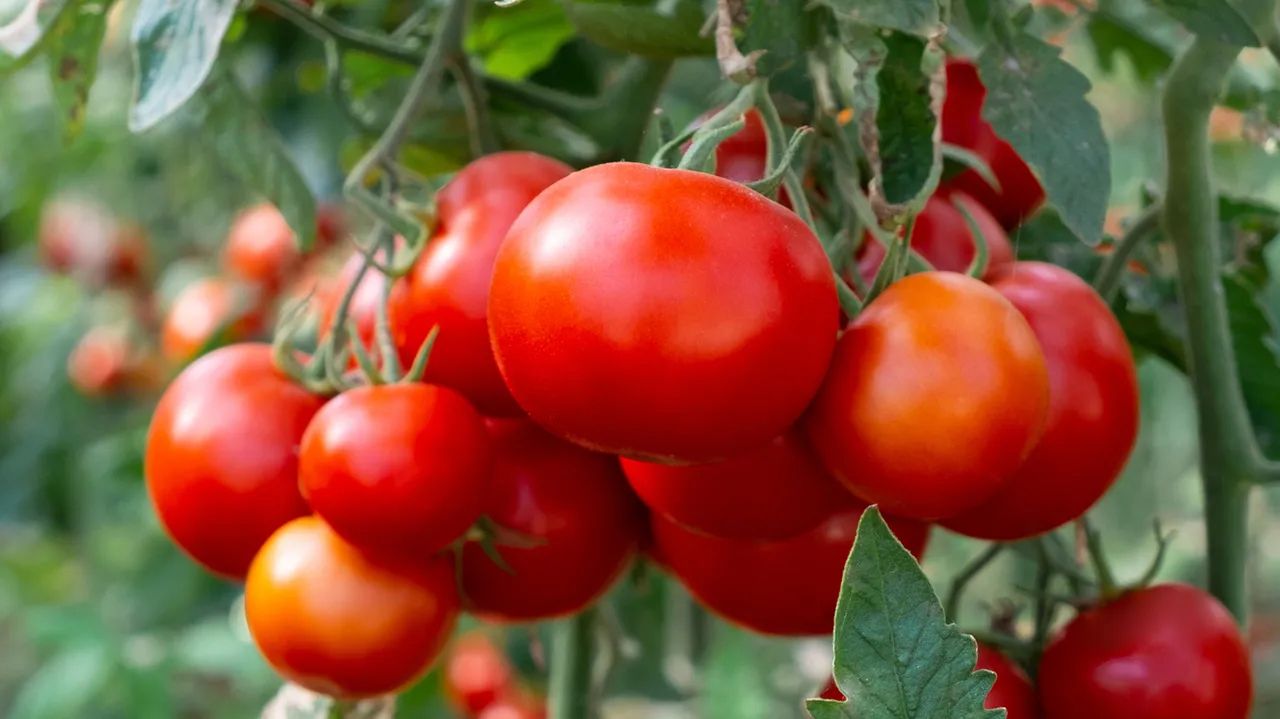 Tomato Tales: The Global Roots of an Indian Kitchen Staple