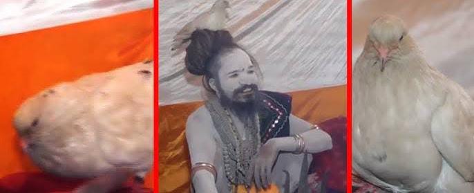 Mystical Bond: Meet the Seer Who Has Carried a Pigeon on His Head for 9 Years at Maha Kumbh Mela
