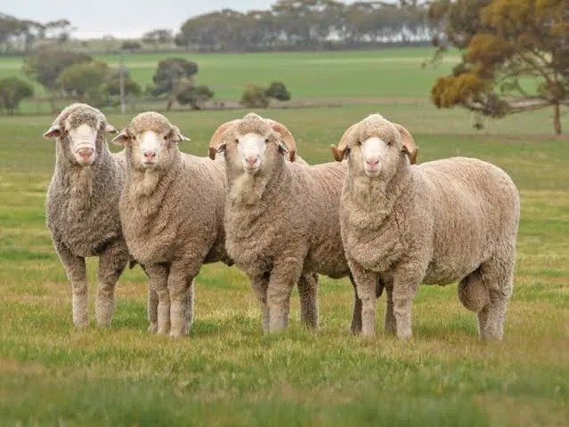 From Australia to J&K: 900 Superior Sheep Set to Elevate Local Meat Production