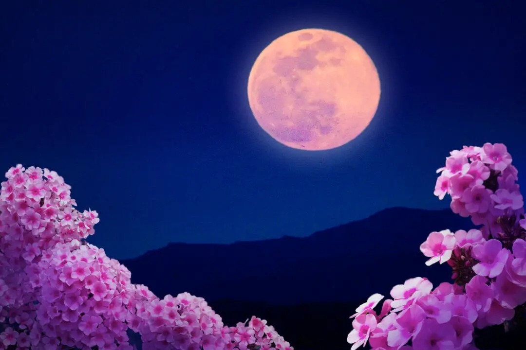 Unveiling the Pink Moon: A Journey Through Lunar Mystique