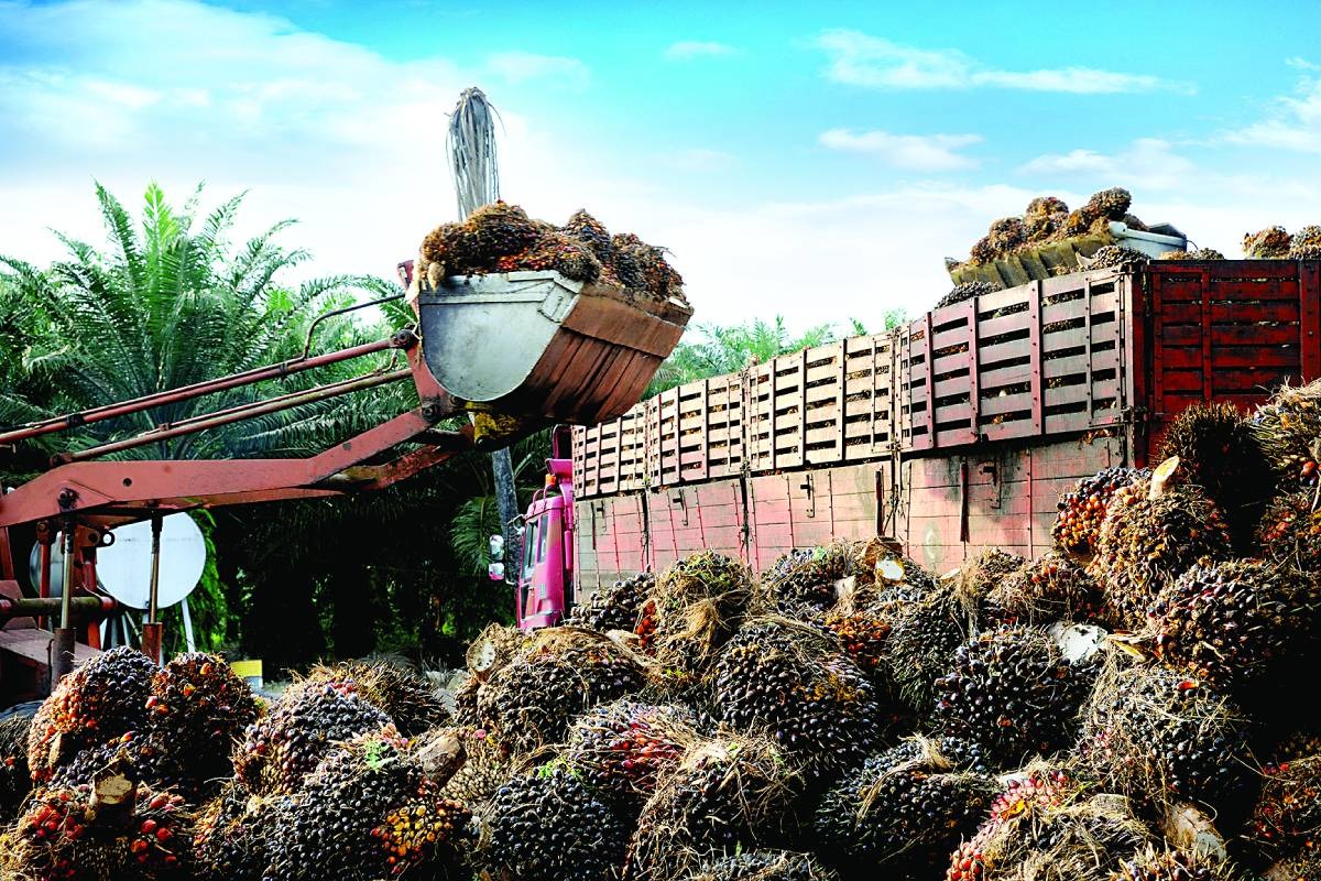 Malaysia’s Palm Oil Exports Slightly Decline In Early September Amid Production And Stock Fluctuations
