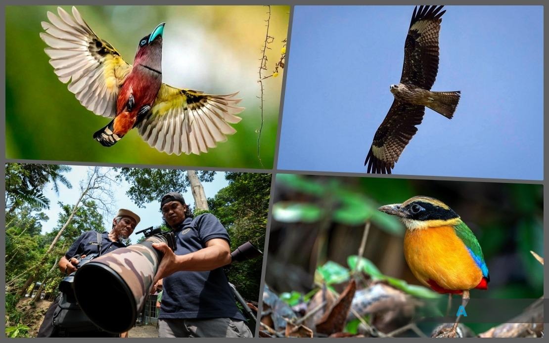Seberang Perai's Avian Paradise: Over 100 Bird Species Uncovered in Groundbreaking Survey