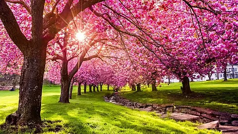 India’s Hidden Sakura: Meghalaya’s Autumn Cherry Blossom Festival in Full Bloom
