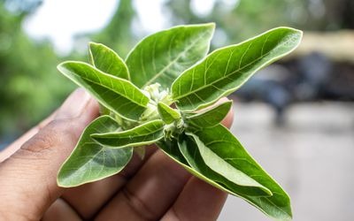 Natural Relief: Plants That Combat Anxiety and Stress
