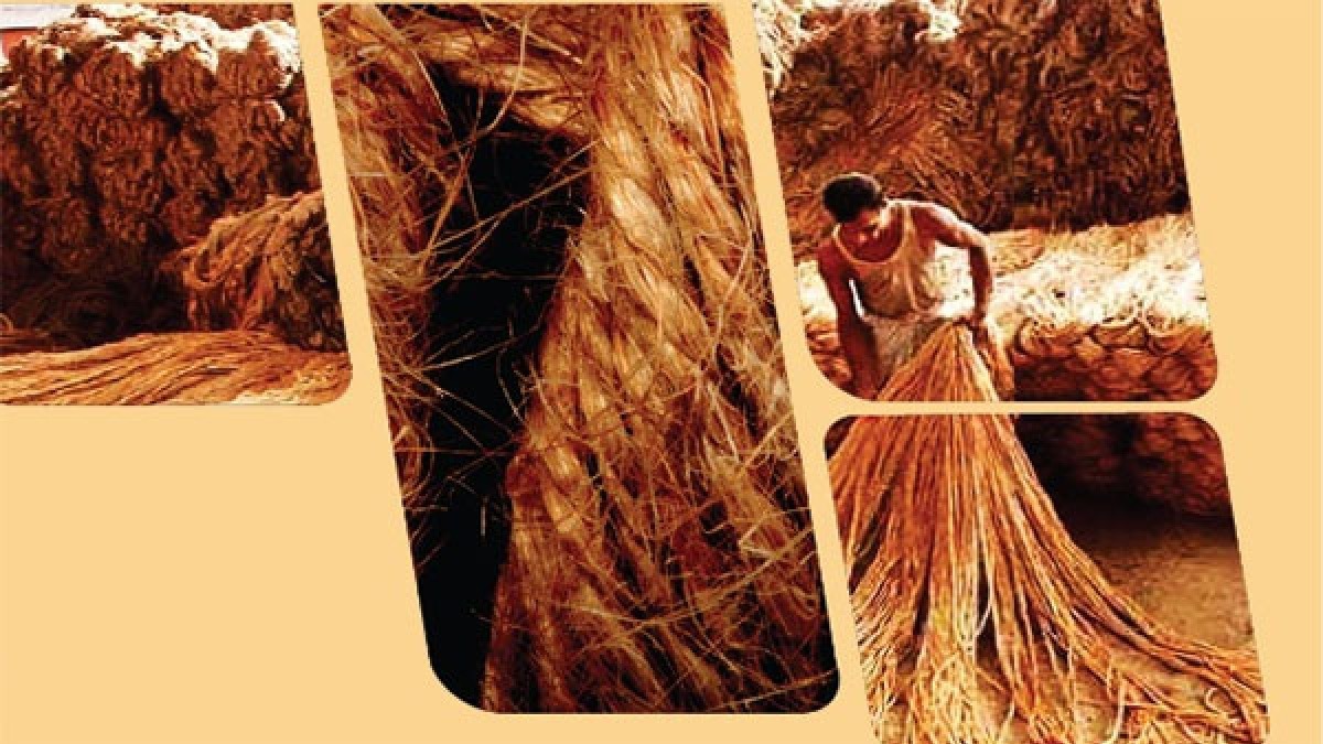 Big Boost for Farmers: Govt Hikes Raw Jute MSP to ₹5,650/Quintal for 2025-26 Season