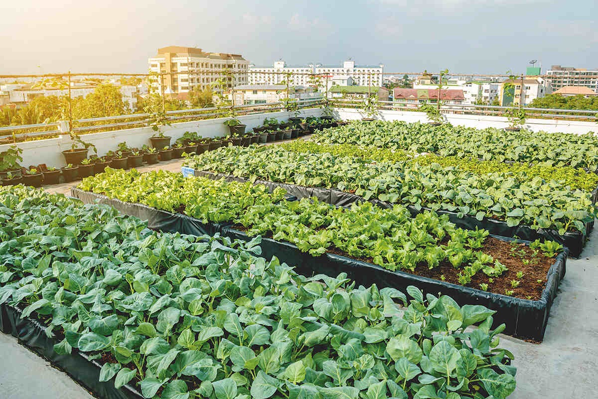 Blossoming Skylines: The Future of Urban Gardening Has Arrived