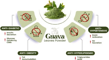 Diabetes Defeated? Guava Leaves' Jaw-Dropping Blood Sugar Secret Exposed