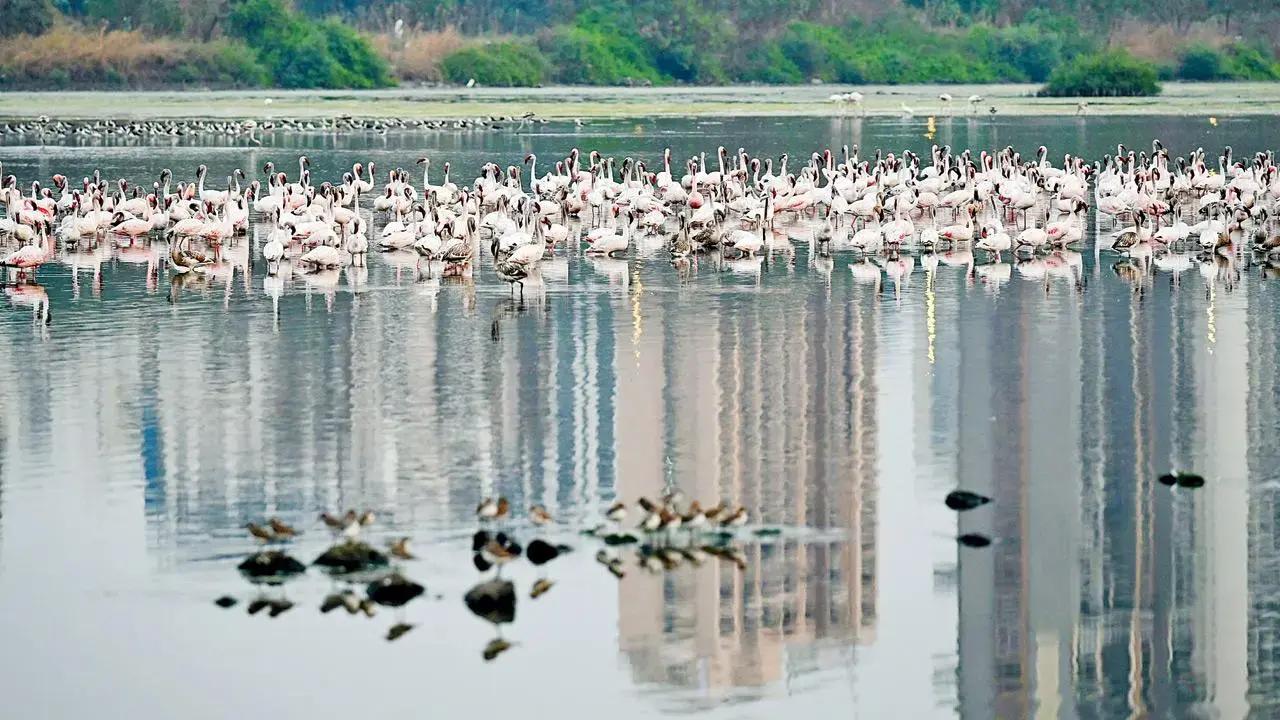 Navi Mumbai’s DPS Flamingo Lake Declared Conservation Reserve After Decade-Long Fight