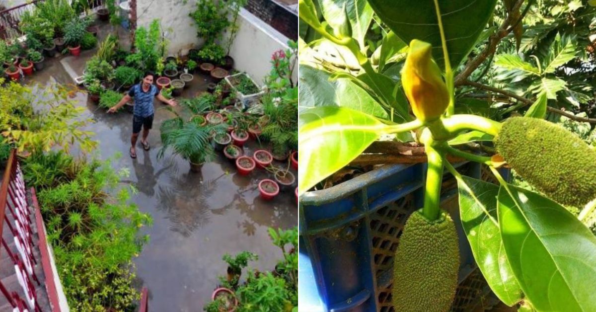 Tiny Space, Giant Fruit: Jackfruit Growing Made Easy for Families