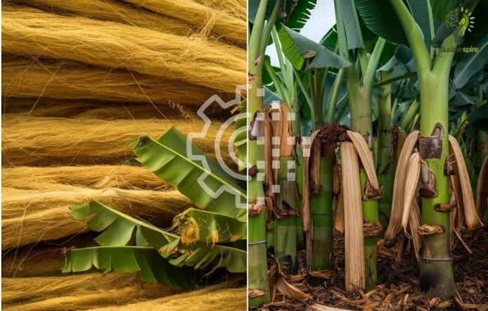 Bananas For Sustainability: Turning Trunks Into Treasure