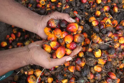 Indonesia Exports 2.06 Million Metric Tons of Palm Oil in February