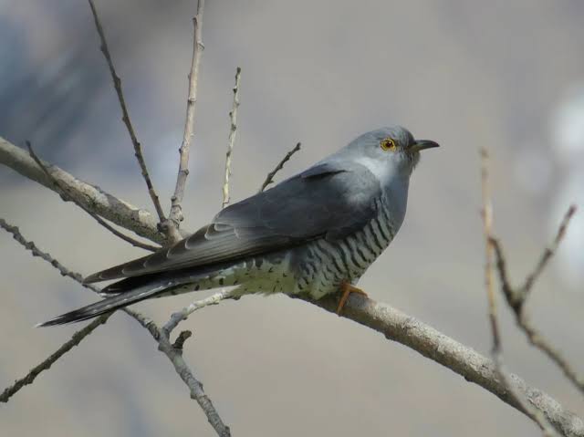 The Enchanting Call of the Common Cuckoo: A Naga Village's Natural Guide