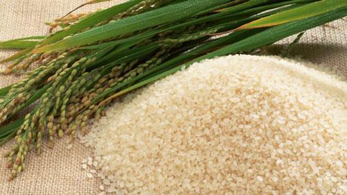 This Rice Doesn’t Want to Be Cooked—And That’s Its Superpower