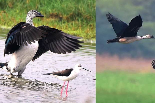 From Threatened to Thriving: Pallikaranai Marshland Attracts Thousands of Migratory Birds