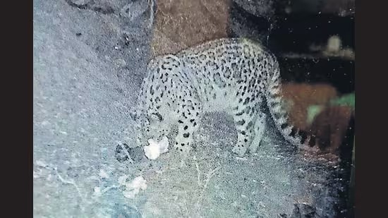 When the Unseen Finally Posed: Snow Leopard Photographed in Dhauladhar