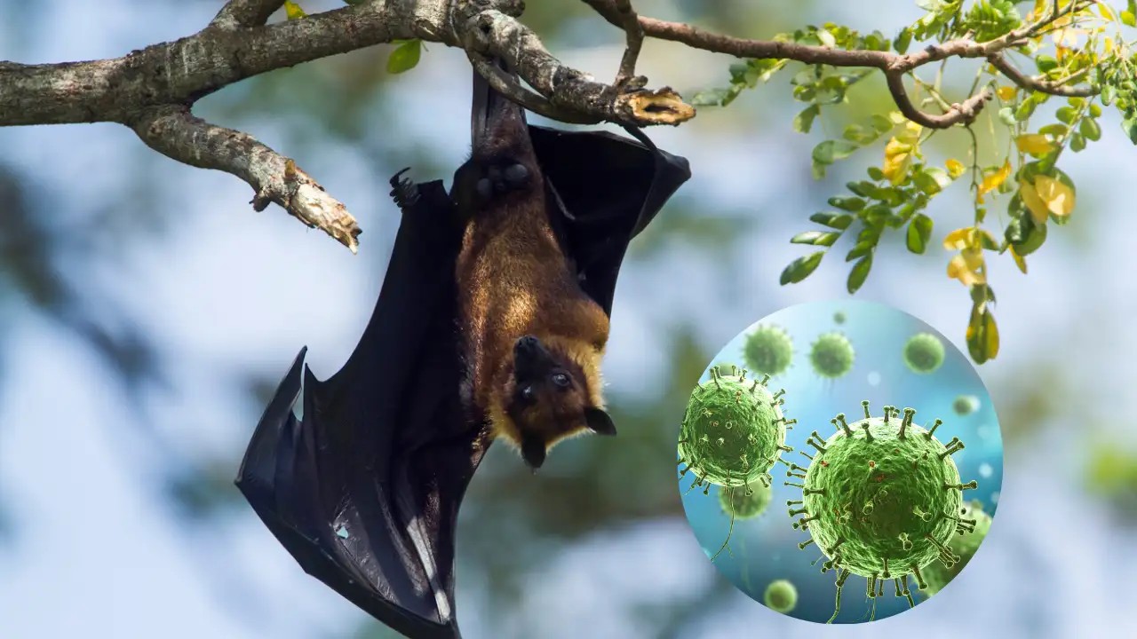 Low Risk, High Vigilance: ECDC Calms Nipah Virus Concerns For Travelers