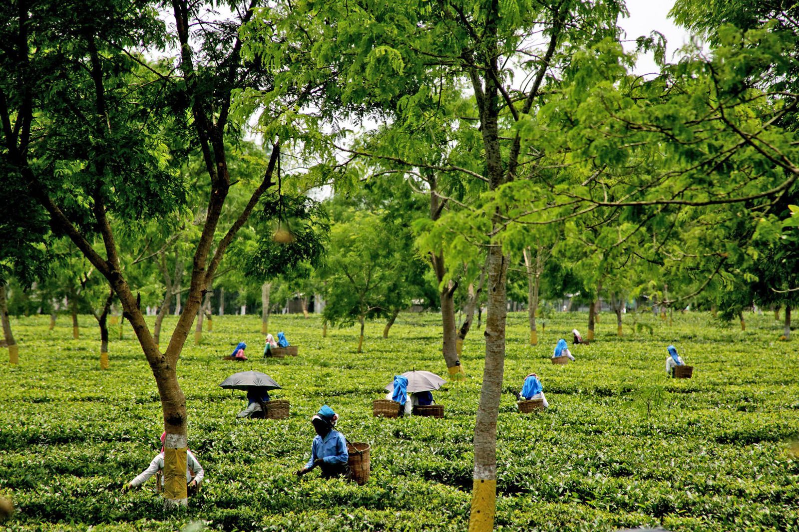 Assam Formalizes Small Tea Growers in Land Registry
