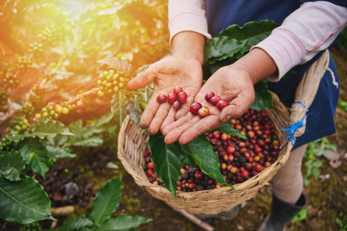 EU Puts Indian Coffee in the Shade — Deforestation Norms Delayed, Growers Breathe Easy