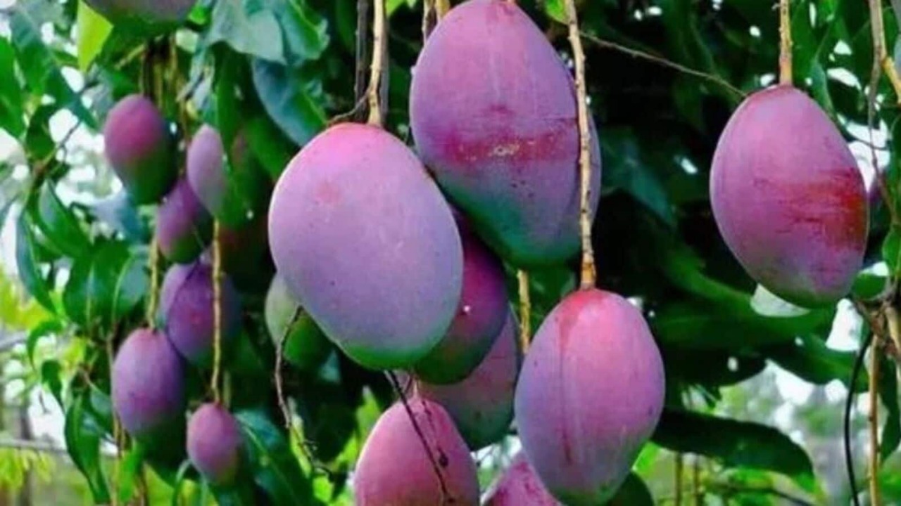 The World's Most Expensive Mango Varieties: Japan's Miyazaki Leads with a Price Tag of 3 Lakh Rupees per Kilogram