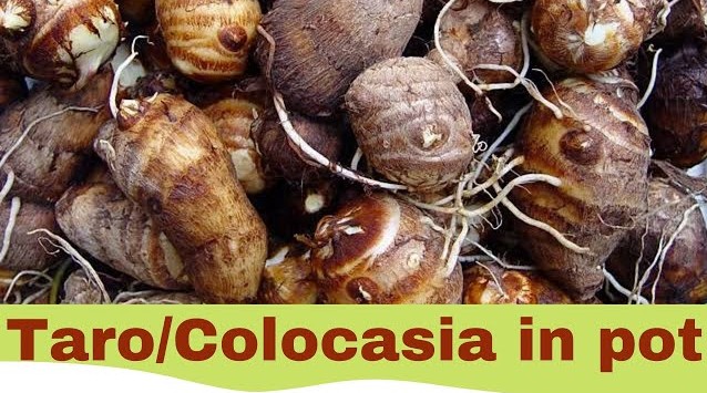 No More Itch! Discover The Secret Tricks To Peel And Cut Arbi Easily