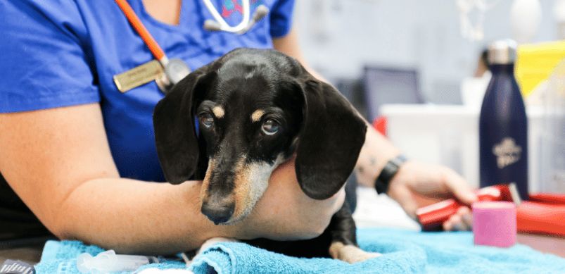 Lethargic Labrador? Tired Terrier? Here’s What Vets Say You MUST Do!