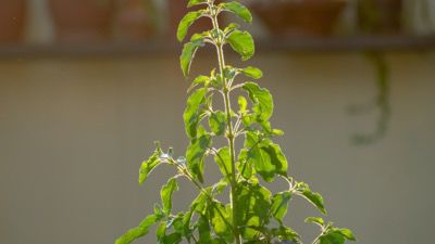 Holy Basil, Holy Calm: Tulsi’s Secret to Crushing Stress Hormones