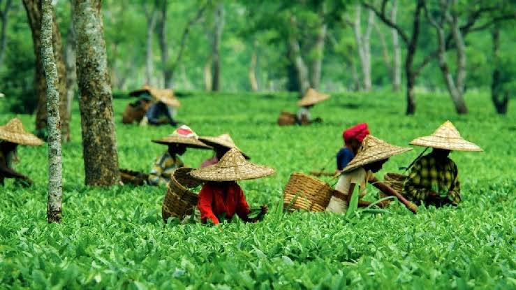 Assam Chief Minister Launches Ambitious Tea Tourism Project to Boost Economy and Heritage