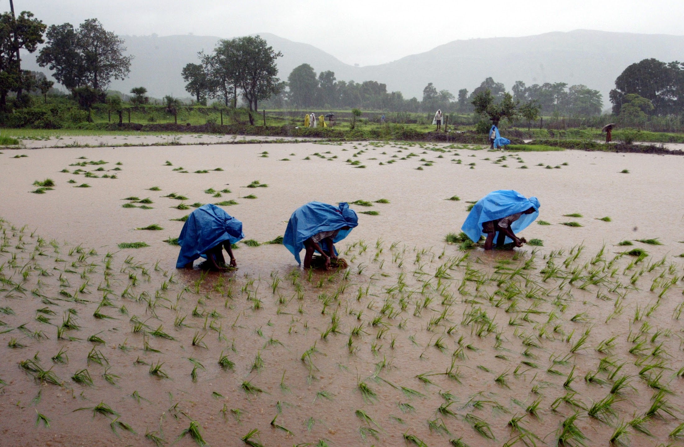 Monsoon Volatility Presents Dual Challenge for India's Agriculture and Energy Sectors
